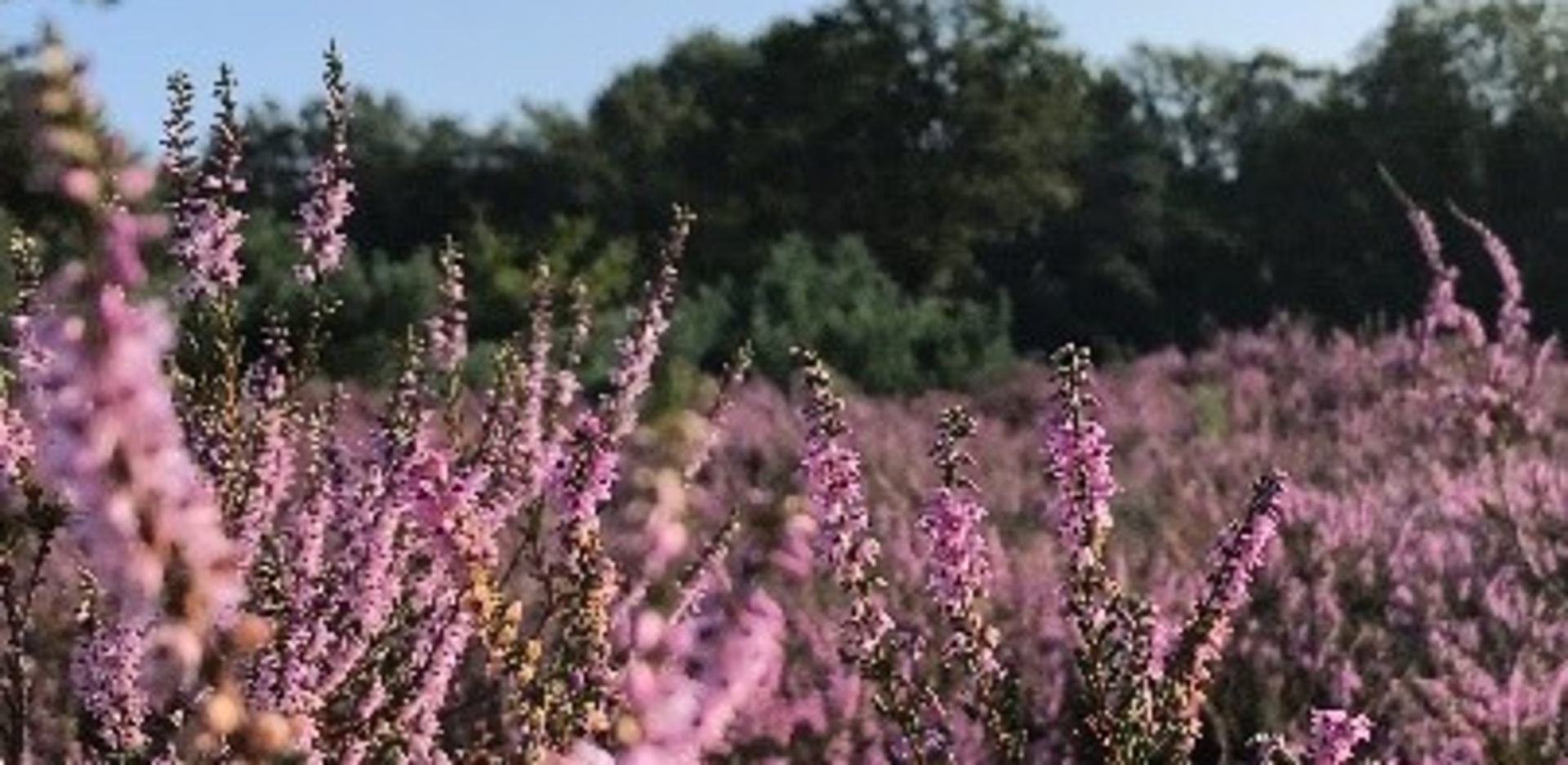 Heide op de Veluwe