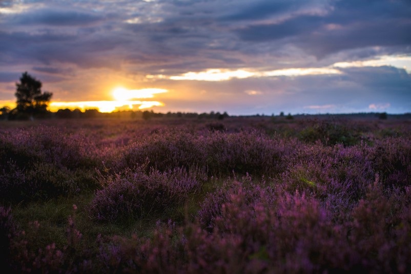 Paarse heide op de Veluwe tijdens een kleurrijke zonsondergang met een uitgestrekt natuurlandschap.